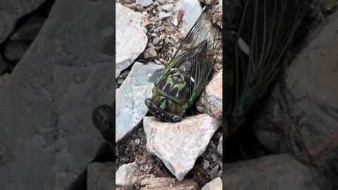 I get a close-up of a cicada, then my puppy decides to do epic battle with, and eat said ￼cicada