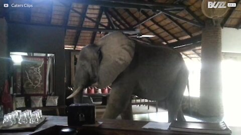 Des éléphants prennent d'assaut la réception d'un hôtel en Zambie!