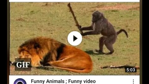 Funny Animals ; Funny video