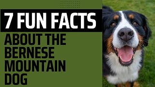 7 Fun Facts About the Bernese Mountain Dog.