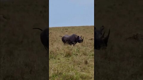 Black Rhino In The Maasai Mara #shorts | #ShortsAfrica | #Augdailyshorts