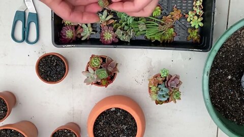 Easy Succulent Garden In A Pot Arrangement For Christmas, Birthday, Mother's/Father's Day Gift