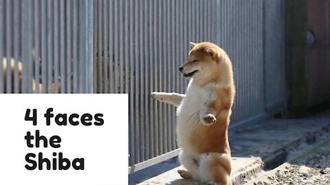 Shiba Inu has no resistance