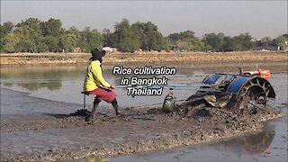 Rice cultivation in Bangkok, Thailand