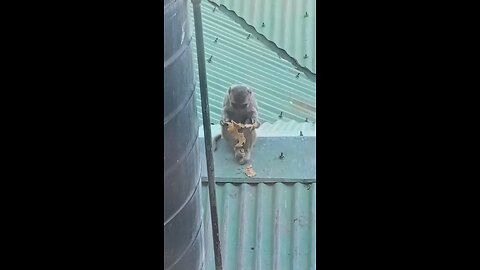 Naughty Monkey Having Breakfast in Fear of Other Monkeys