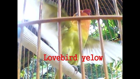 lovebird yelow