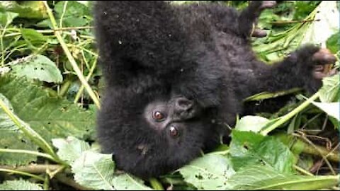 Cucciolo nasce in una famiglia di gorilla a rischio estinzione