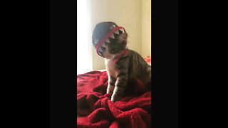 Festive kitten shows off Halloween costume