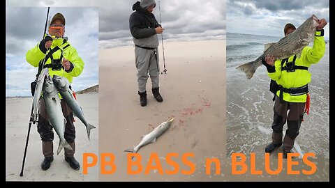 40 inch PB Striped Bass and Limited 3 BLUEFISH Spring 2023!!!