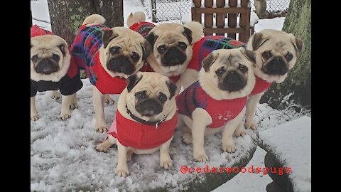 Snow Day with the Puggies