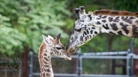 Giraffe moms and their babies