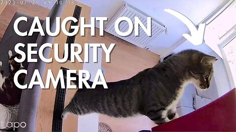 Cat Caught on Security Camera Destroying Things