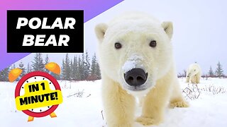 Polar Bear - In 1 Minute! 🐻‍❄️ One Of The Tallest Animals In The World | 1 Minute Animals