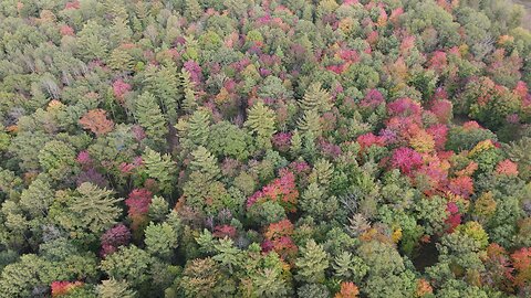 Beautiful beginning Fall colors. Drone view