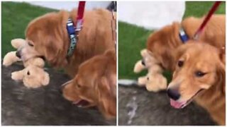 Golden Retriever não larga seu ursinho nem para passear!