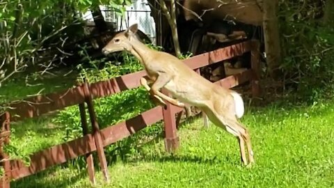 Fawn has a spring in his step