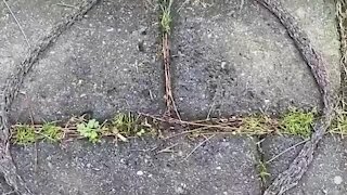 Tiny bug larvae form alien-like flowing circle