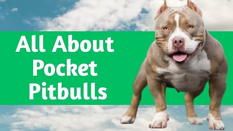 Pocket Pitbull (Miniature Pitbull) All You Need To Know Before Getting One Training,Health And More