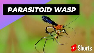 Parasitoid Wasp 🦟 One Of The Most Dangerous Insects In The World #shorts