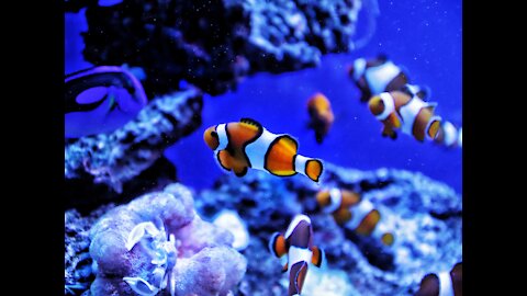 Marine Life Of Fishes And Corals Underwater (Animal Video)