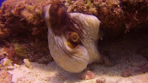 Octopus is one of the ocean's most intelligent and fascinating predators