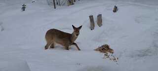 Knee deep in snow