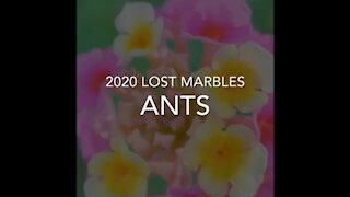 2020 Lost Marbles: Ants