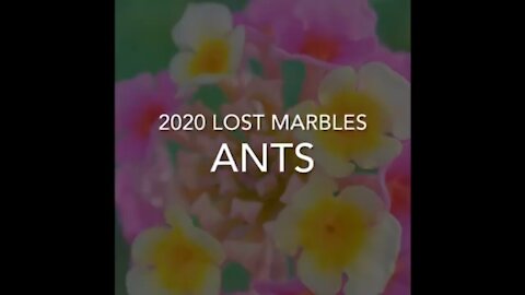 2020 Lost Marbles: Ants