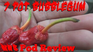 7 Pot Bubblegum Original Red Pepper | Capsicum chinense | Pod Review