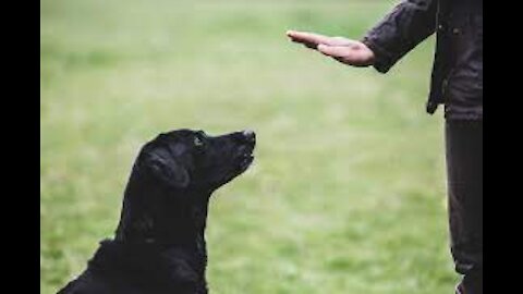 🐕 Basic Dog Training – TOP 10 Essential Commands Every Dog
