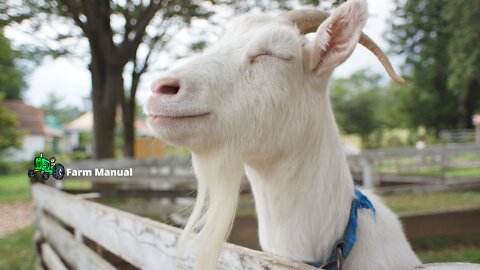 Farm | The Beauty of Goats