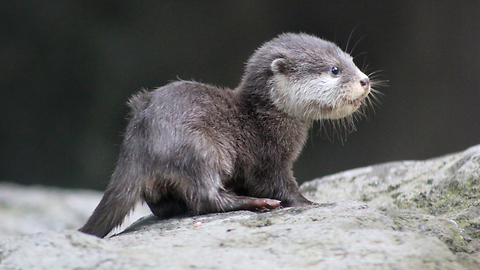 Tiny Baby Otter Ventures Outside Its Nest: ZooBorns
