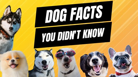 Awesome Dog Facts You Probably Didn't Know.