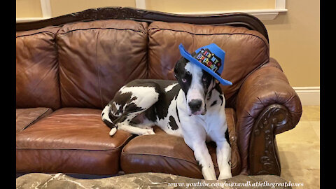 Great Danes have fun with their Happy Birthday hats