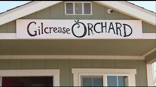 Gilcrease Orchard has reopened in Las Vegas