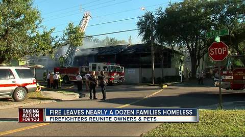 Cats and dogs rescued from two-alarm fire at townhomes in Tampa