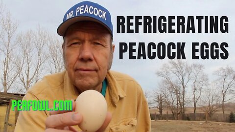 Refrigerating peacock eggs, Peacock Minute, peafowl.com