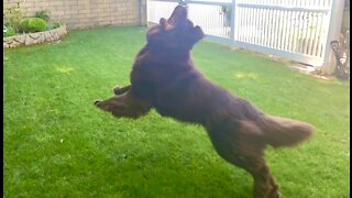 Swing and a miss! Hilarious Newfoundland clumsily tries to catch toy