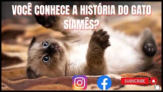 GATO SIAMÊS aprenda algumas Curiosidades sobre eles!!!