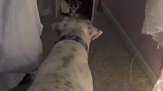 Confused dog barks at harmless stuffed animals