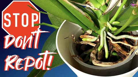 Itchy Fingers? Don't Repot Your Orchids If You Have These Conditions | When /When NOT to repot 🌱🍃