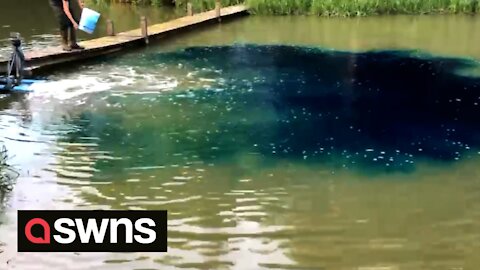 UK family dye ponds BLUE to hide fish from predators
