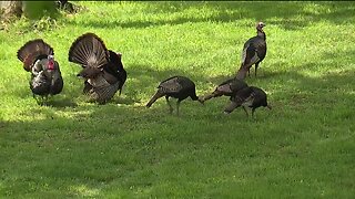 Wild turkey takeover creating concern in Willoughby