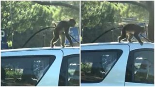 Monkey wants to be a mechanic and tries to dismantle car