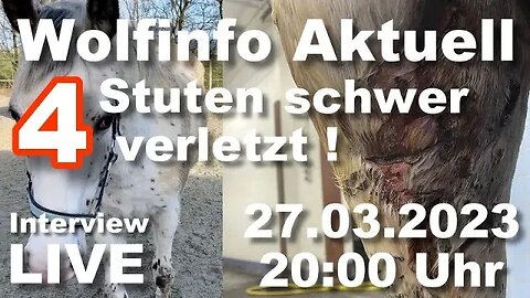 Wolfinfo Aktuell Interview Live ( Niedersachsen: 4 Stuten schwer verletzt )