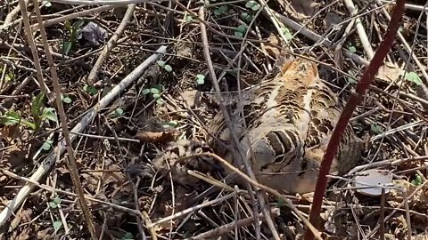 The baby Woodcocks have arrived (2022)