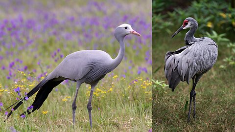 beautiful big birds