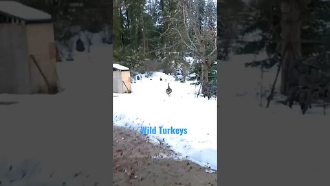 Scaring off wild Turkey's #shorts #turkeycall