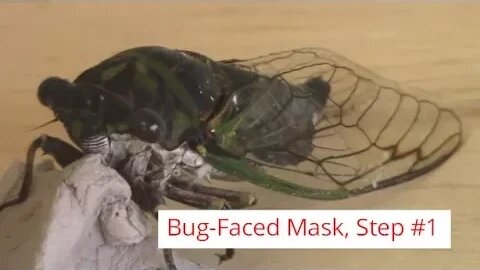 Bug-Faced Mask - Just Getting Started