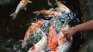 Feeding and petting Carp Fish 🥰